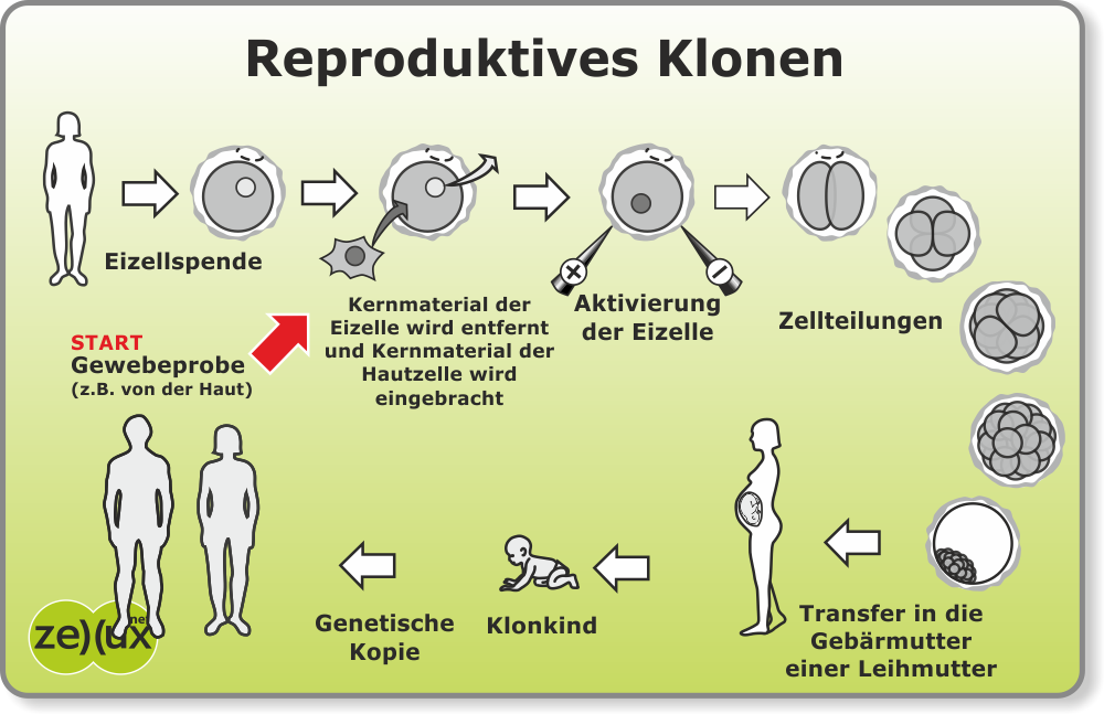 Reproduktives Klonen