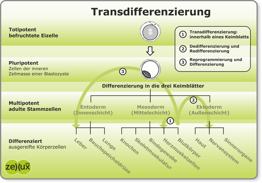 Transdifferenzierung